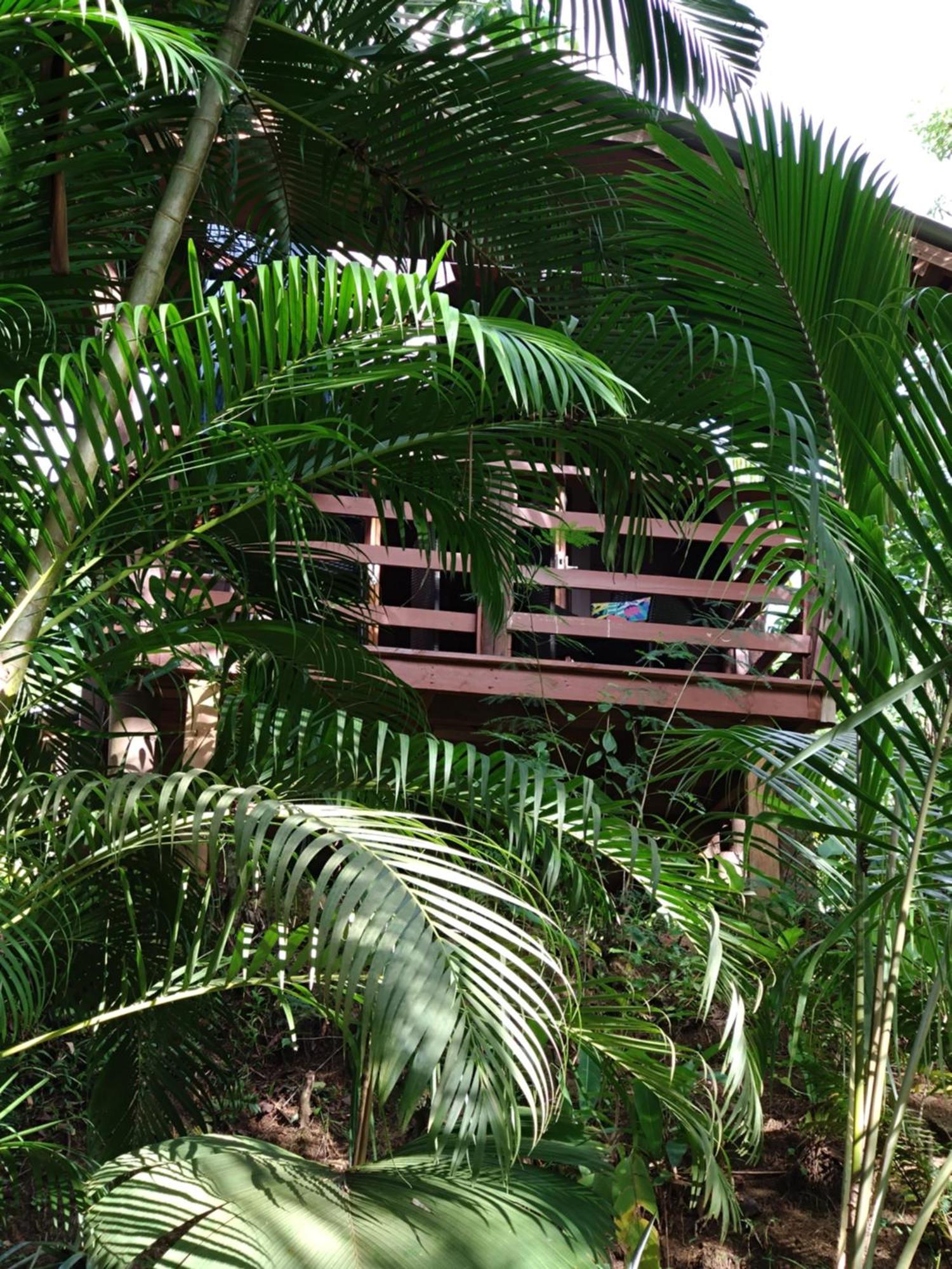 A Peace In Paradise Anse Royale Exteriör bild